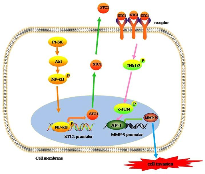 https://cdn.ncbi.nlm.nih.gov/pmc/blobs/7fd9/6757304/f11840d9e8e9/ol-18-04-3946-g00.jpg