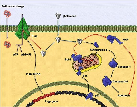 https://cdn.ncbi.nlm.nih.gov/pmc/blobs/7fdb/4593349/952476b25736/40880_2015_48_Fig2_HTML.jpg