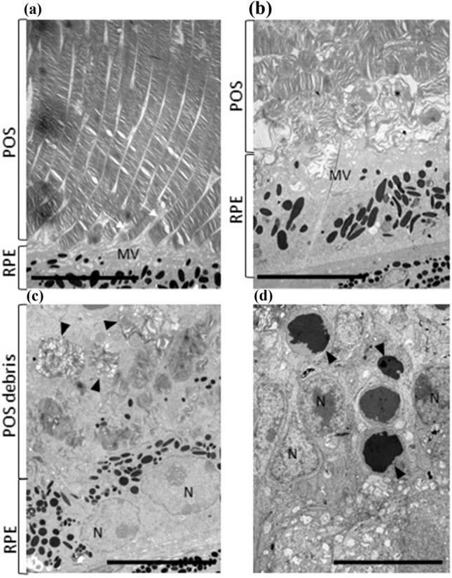 https://cdn.ncbi.nlm.nih.gov/pmc/blobs/7fdd/8837544/994973ee64ba/204_2021_3197_Fig3_HTML.jpg