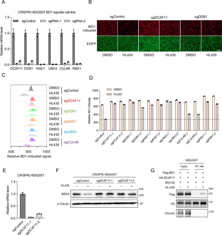 https://cdn.ncbi.nlm.nih.gov/pmc/blobs/7fe0/11104598/8297474886a7/pbio.3002550.g004.jpg