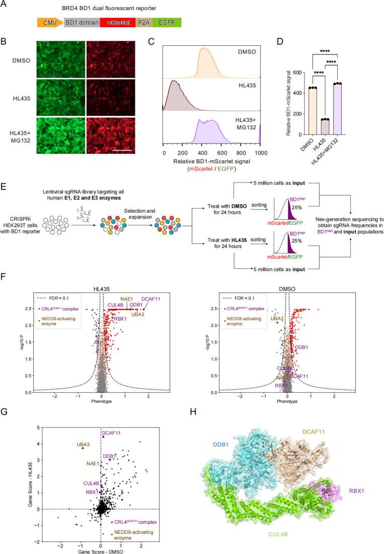 https://cdn.ncbi.nlm.nih.gov/pmc/blobs/7fe0/11104598/bdae6c1d6523/pbio.3002550.g003.jpg