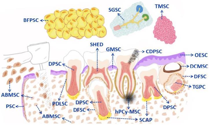 https://cdn.ncbi.nlm.nih.gov/pmc/blobs/7fe1/10459416/8d9801fb0e3e/pharmaceutics-15-02109-g002.jpg