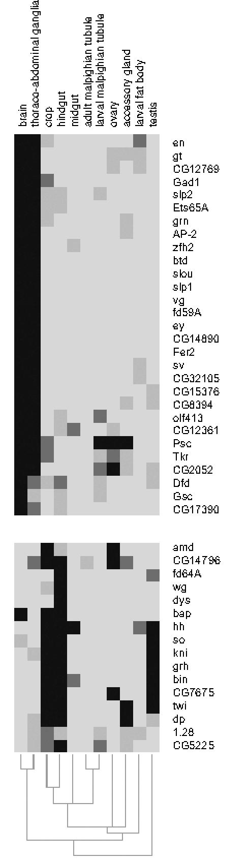 https://cdn.ncbi.nlm.nih.gov/pmc/blobs/7fe2/2525605/d8969c8a02aa/pgen.1000178.g008.jpg