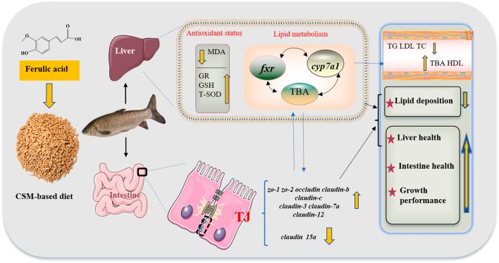 https://cdn.ncbi.nlm.nih.gov/pmc/blobs/7fe4/9441557/d0ecb5ebd57a/fphys-13-922037-g006.jpg