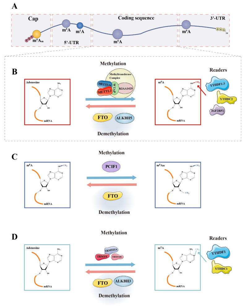 https://cdn.ncbi.nlm.nih.gov/pmc/blobs/7fe6/9264946/3d017afcc108/cancers-14-03195-g002.jpg