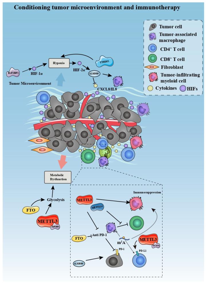 https://cdn.ncbi.nlm.nih.gov/pmc/blobs/7fe6/9264946/5215c21ad9a9/cancers-14-03195-g004.jpg