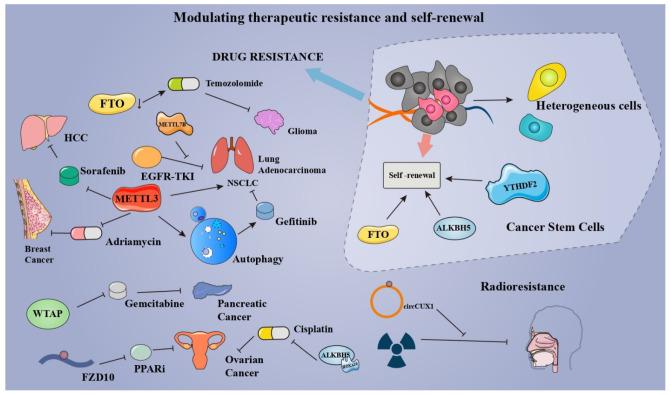 https://cdn.ncbi.nlm.nih.gov/pmc/blobs/7fe6/9264946/ed76c612648a/cancers-14-03195-g005.jpg