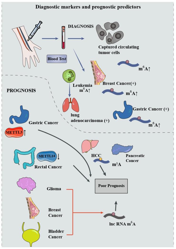 https://cdn.ncbi.nlm.nih.gov/pmc/blobs/7fe6/9264946/fe8da2ee852d/cancers-14-03195-g003.jpg