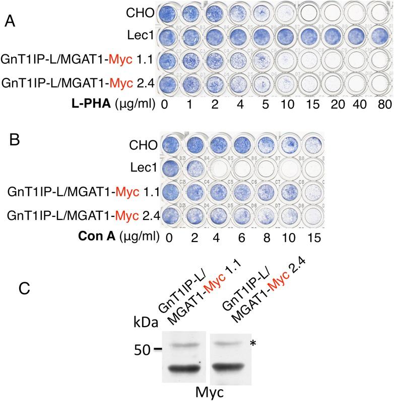 https://cdn.ncbi.nlm.nih.gov/pmc/blobs/7fe7/4572887/1e0e4bf9e429/elife08916f003.jpg