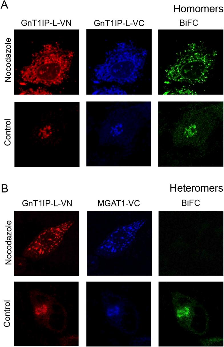 https://cdn.ncbi.nlm.nih.gov/pmc/blobs/7fe7/4572887/f02ff87c53a4/elife08916f006.jpg