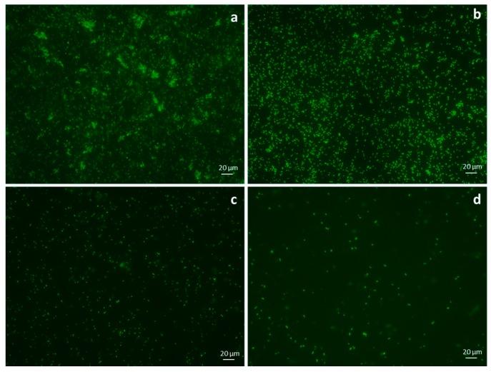 https://cdn.ncbi.nlm.nih.gov/pmc/blobs/7fe7/5456794/e17895b2ebd4/materials-09-00411-g005.jpg