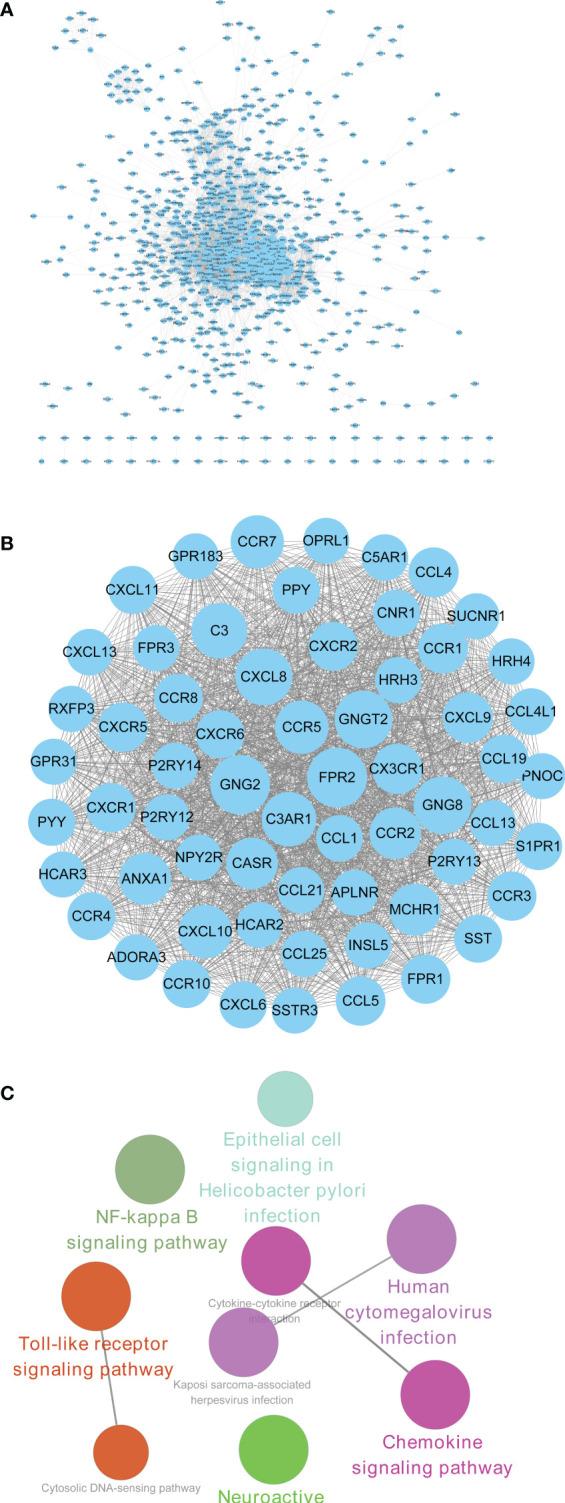 https://cdn.ncbi.nlm.nih.gov/pmc/blobs/7fe7/8818863/18be078a350b/fimmu-12-758040-g005.jpg