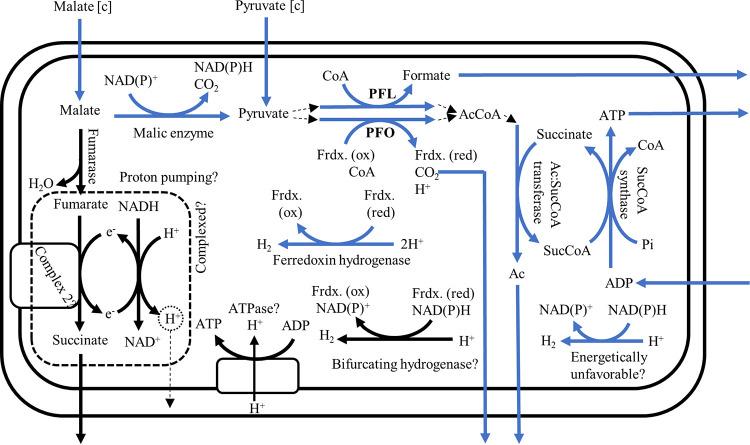 https://cdn.ncbi.nlm.nih.gov/pmc/blobs/7fe8/8561657/bf60e802e8f2/msystems.00002-21-f0003.jpg