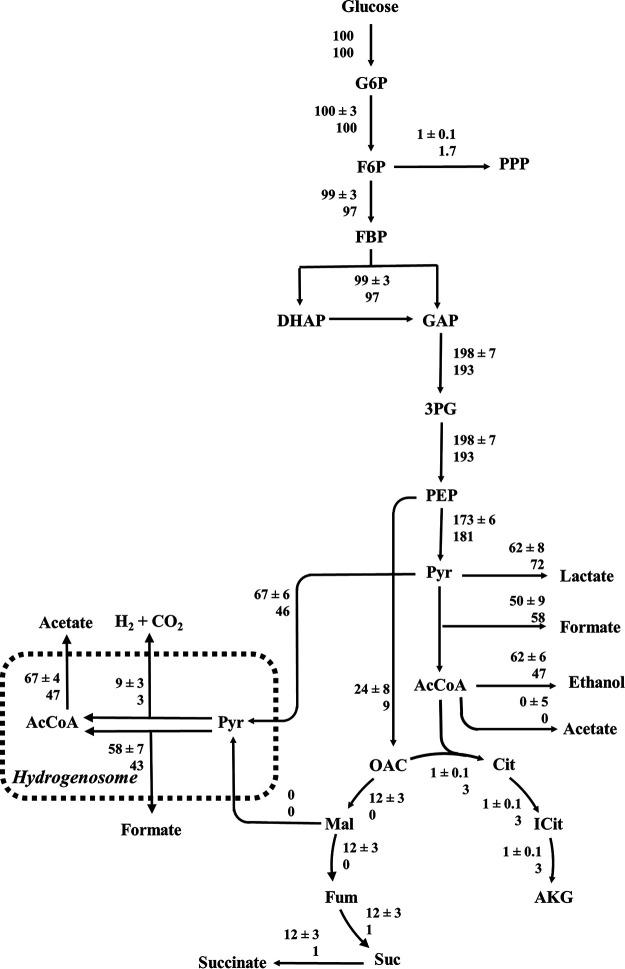 https://cdn.ncbi.nlm.nih.gov/pmc/blobs/7fe8/8561657/e4025ac33a50/msystems.00002-21-f0004.jpg