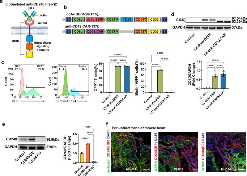 https://cdn.ncbi.nlm.nih.gov/pmc/blobs/7fed/11950650/eb45e0be9318/41467_2025_56703_Fig4_HTML.jpg