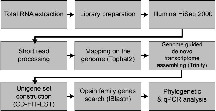 https://cdn.ncbi.nlm.nih.gov/pmc/blobs/7ff2/7049458/9b26d6725c14/peerj-08-8326-g001.jpg