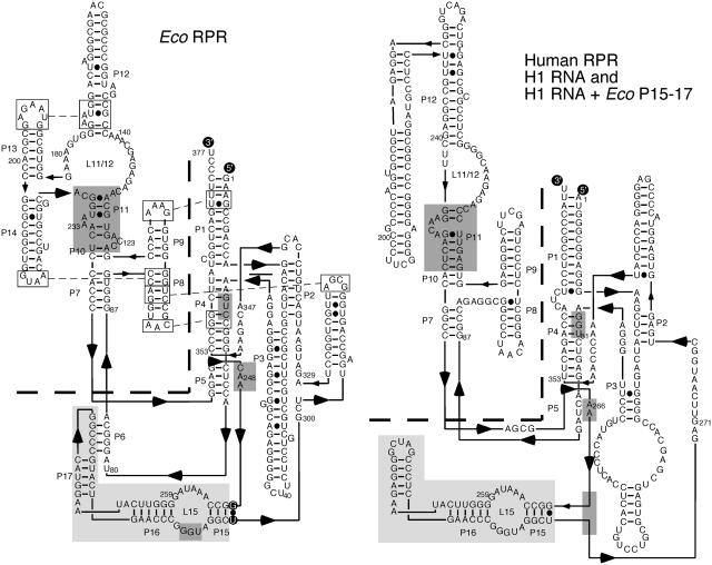 https://cdn.ncbi.nlm.nih.gov/pmc/blobs/7ff5/3299987/713419eddb86/gkr1001f1.jpg