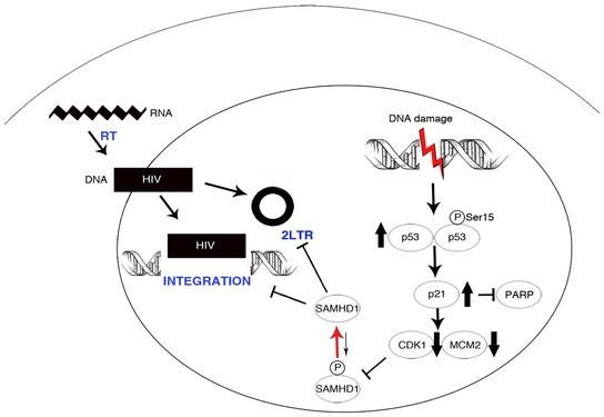 https://cdn.ncbi.nlm.nih.gov/pmc/blobs/7ff8/5753034/204051018b17/EMBJ-37-50-g011.jpg