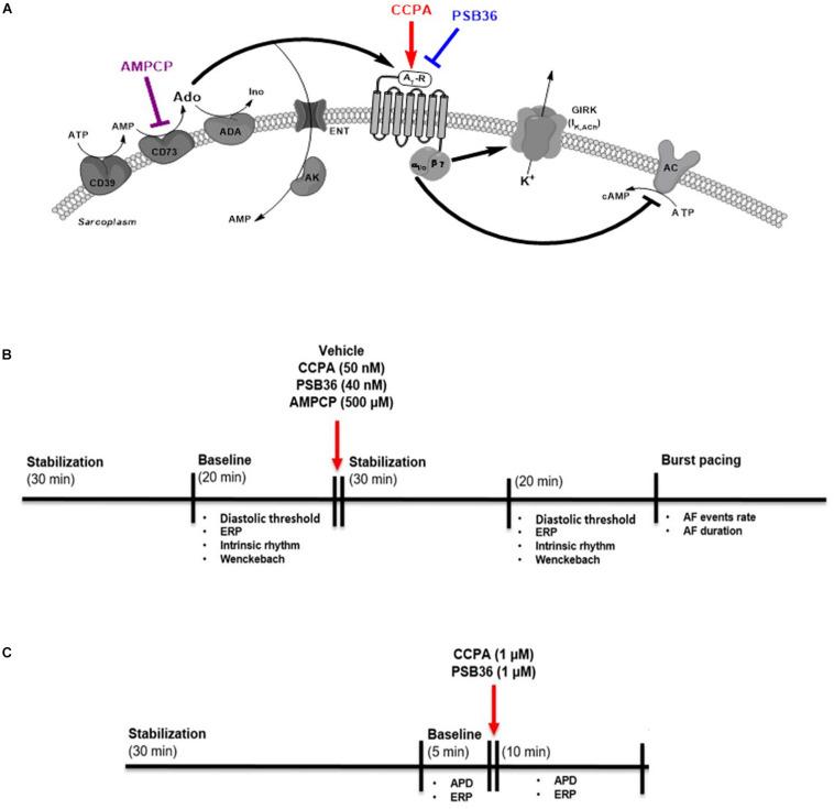 https://cdn.ncbi.nlm.nih.gov/pmc/blobs/7ffb/7304385/1cbdd53a1a97/fphys-11-00493-g001.jpg