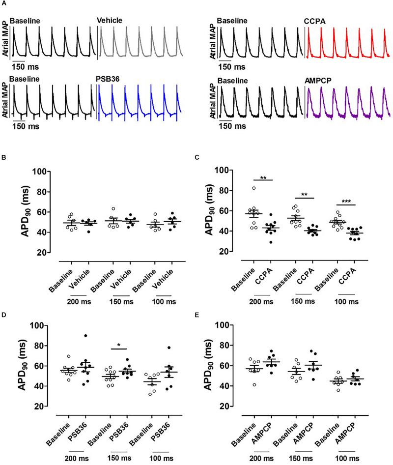 https://cdn.ncbi.nlm.nih.gov/pmc/blobs/7ffb/7304385/87c671c3c22a/fphys-11-00493-g003.jpg