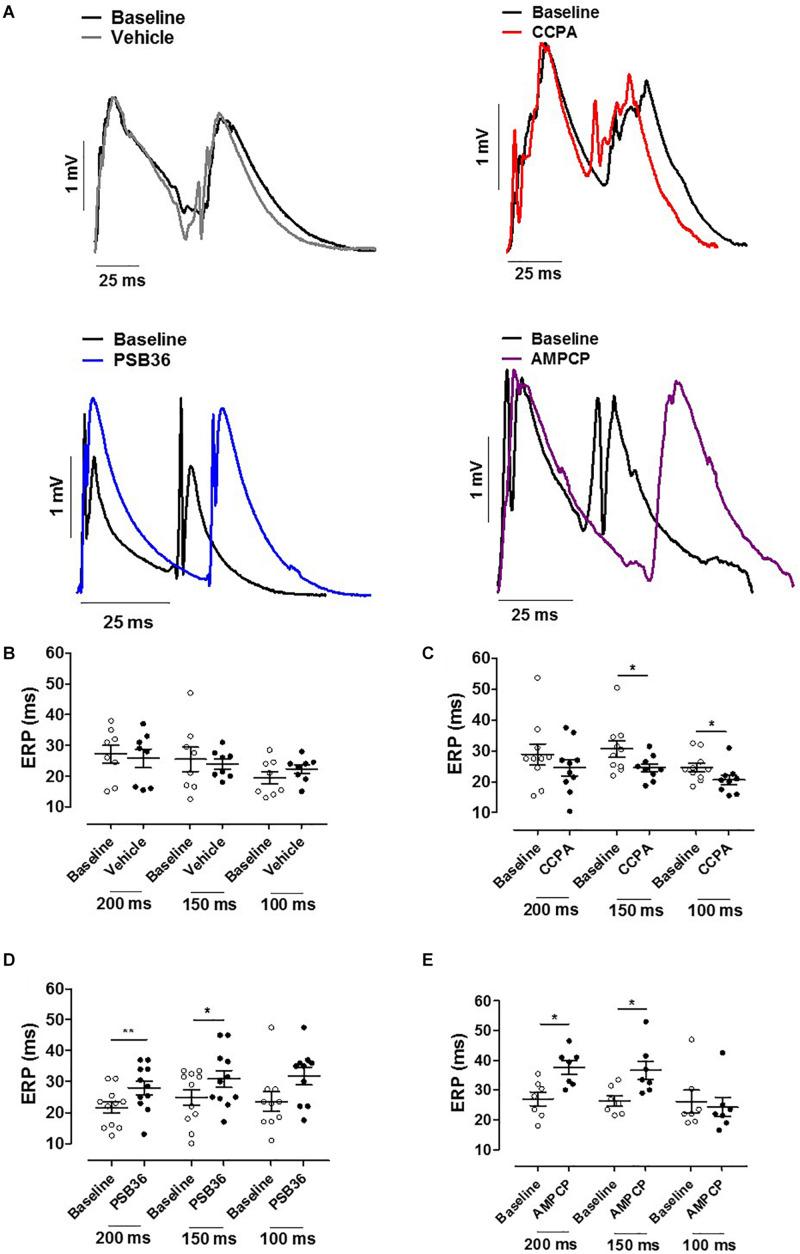 https://cdn.ncbi.nlm.nih.gov/pmc/blobs/7ffb/7304385/cbce81428685/fphys-11-00493-g004.jpg