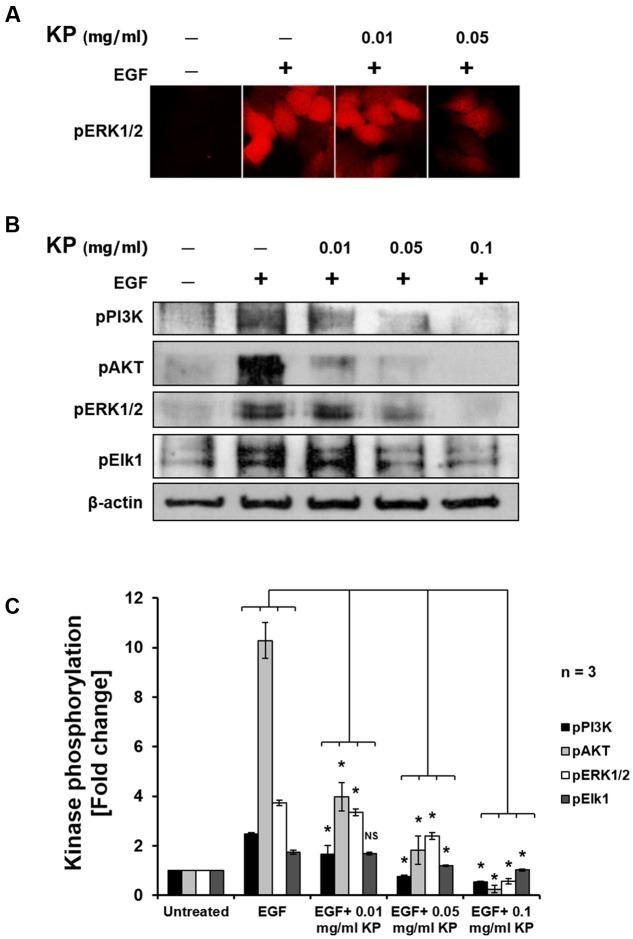 https://cdn.ncbi.nlm.nih.gov/pmc/blobs/7ffd/5600991/8209b8e1b4d0/fphar-08-00630-g006.jpg