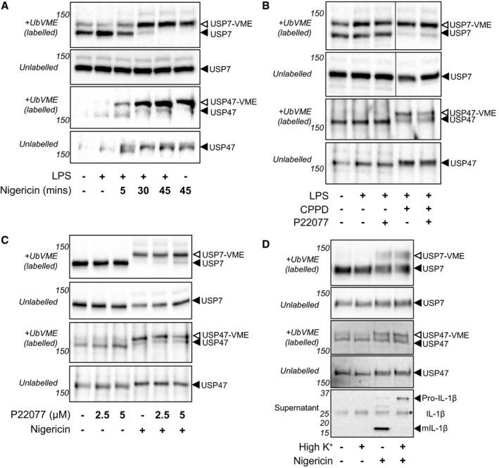 https://cdn.ncbi.nlm.nih.gov/pmc/blobs/7ffd/6172458/71c0d4ca2f49/EMBR-19-e44766-g010.jpg