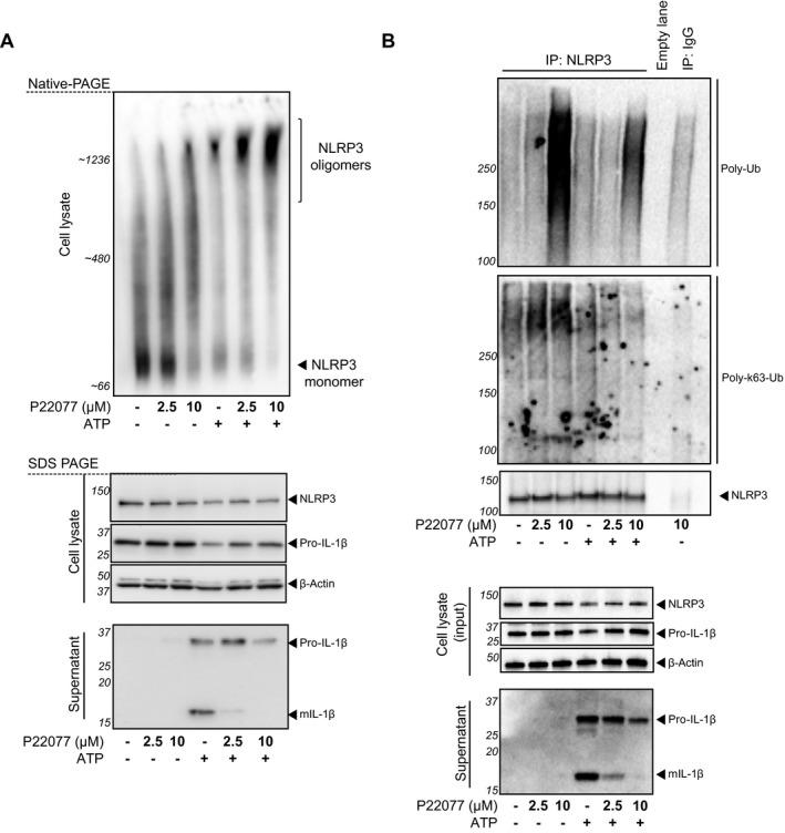 https://cdn.ncbi.nlm.nih.gov/pmc/blobs/7ffd/6172458/a2a32489eb05/EMBR-19-e44766-g008.jpg