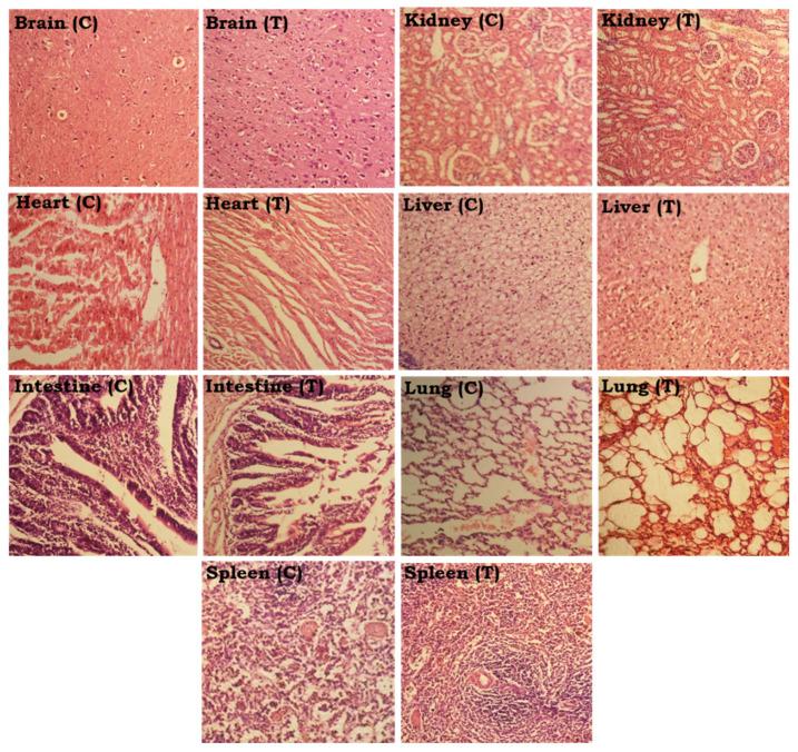 https://cdn.ncbi.nlm.nih.gov/pmc/blobs/7fff/9864554/854c6ac545e7/polymers-15-00311-g013.jpg