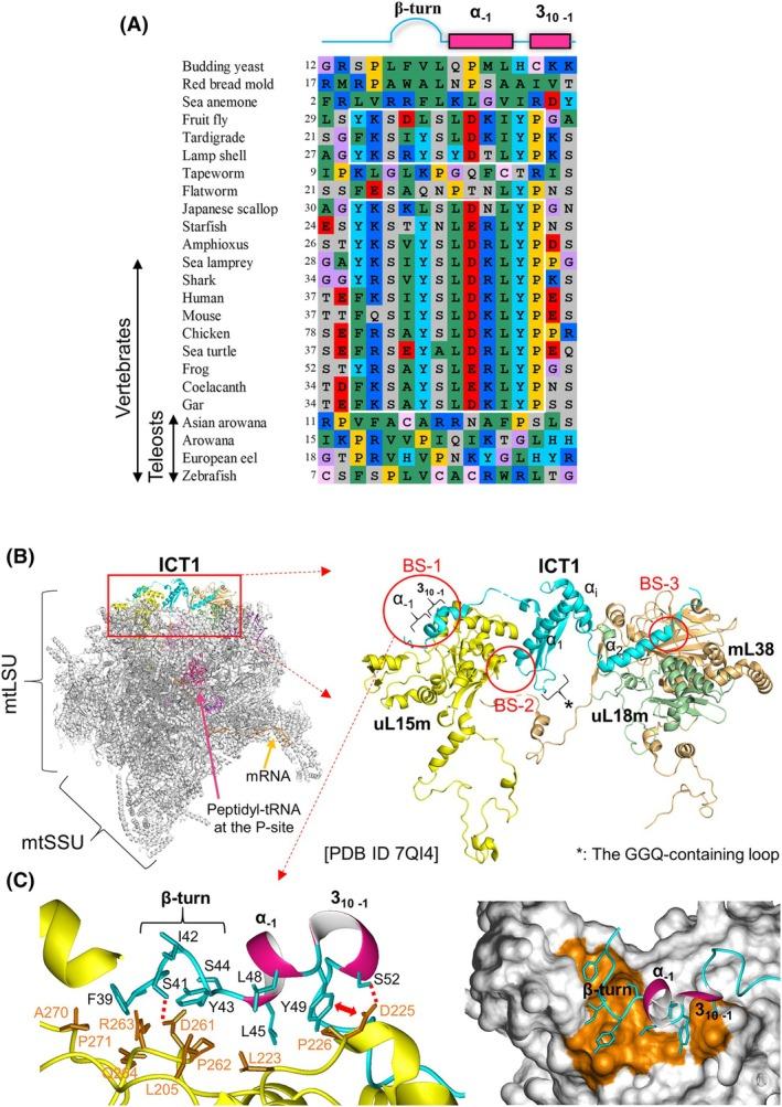 https://cdn.ncbi.nlm.nih.gov/pmc/blobs/8000/12319706/c6bf6e8b9a9e/FEB4-15-1303-g005.jpg