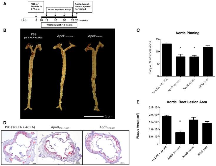 https://cdn.ncbi.nlm.nih.gov/pmc/blobs/8003/3873602/91753d33fe20/fimmu-04-00493-g001.jpg