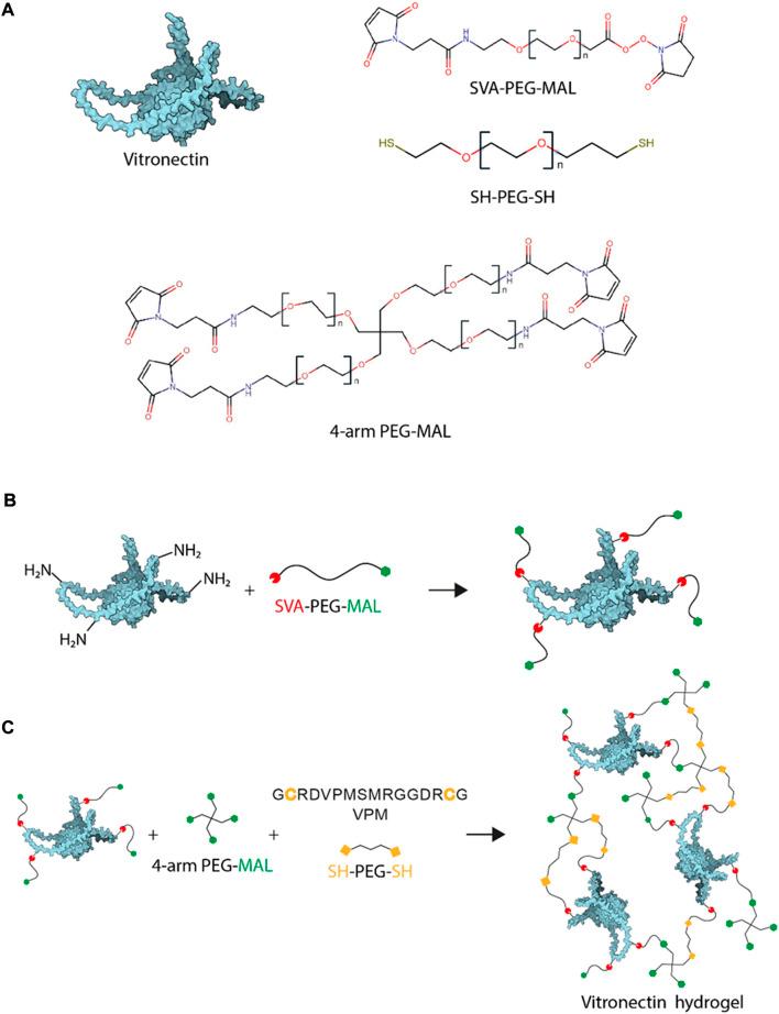 https://cdn.ncbi.nlm.nih.gov/pmc/blobs/800a/9679952/0eb4b36c2f89/fcell-10-988699-g001.jpg