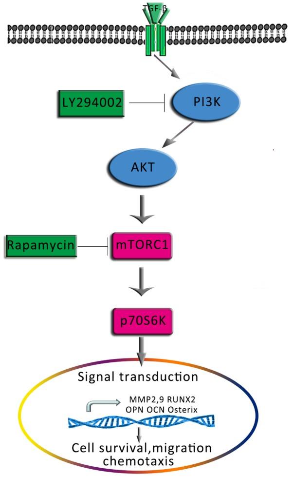 https://cdn.ncbi.nlm.nih.gov/pmc/blobs/800b/6471541/753d98f9a7c1/MMR-19-05-3505-g10.jpg