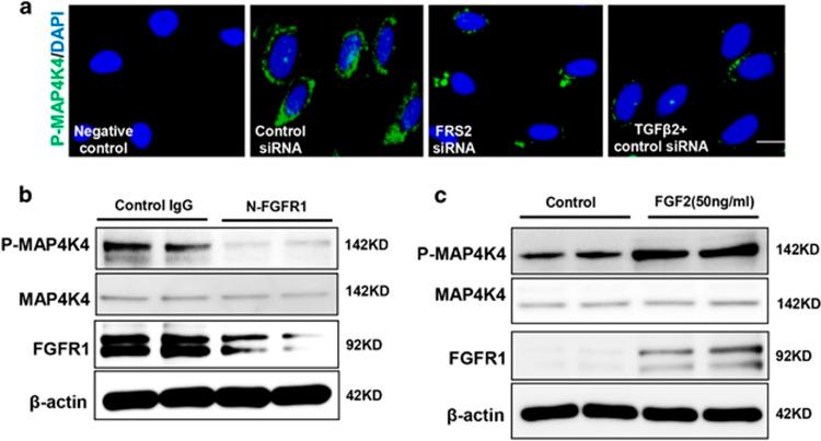 https://cdn.ncbi.nlm.nih.gov/pmc/blobs/800c/5596544/68377a9ba36b/cddis2017353f3.jpg