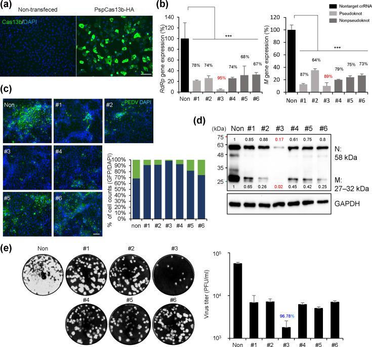 https://cdn.ncbi.nlm.nih.gov/pmc/blobs/800e/11793167/021e4172fae6/jgv-106-02071-g002.jpg