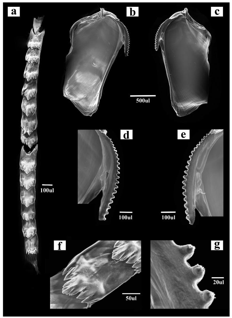 https://cdn.ncbi.nlm.nih.gov/pmc/blobs/8014/8235141/470483210471/life-11-00583-g005.jpg