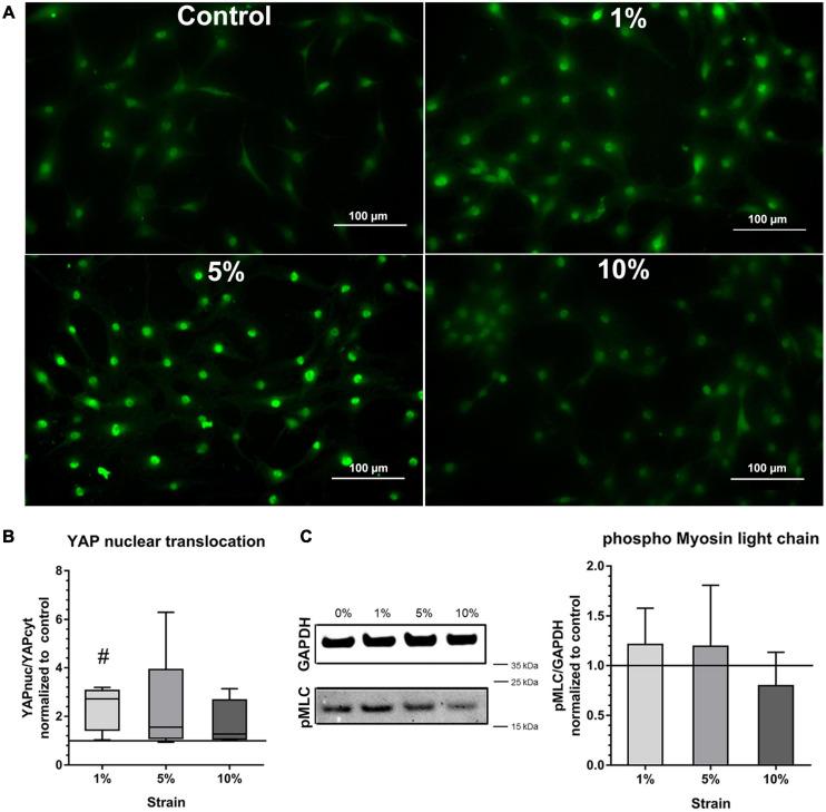 https://cdn.ncbi.nlm.nih.gov/pmc/blobs/8017/8201779/7d6cb0b4188d/fcell-09-657166-g005.jpg
