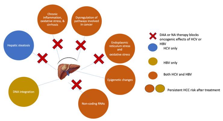 https://cdn.ncbi.nlm.nih.gov/pmc/blobs/8019/8619578/8b63f9e43bf8/cells-10-03091-g002.jpg