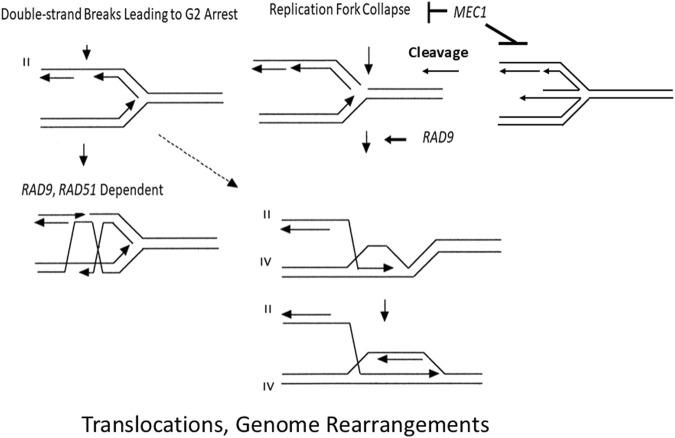 https://cdn.ncbi.nlm.nih.gov/pmc/blobs/801a/12006765/ad88e8618f1a/fgene-16-1479307-g005.jpg