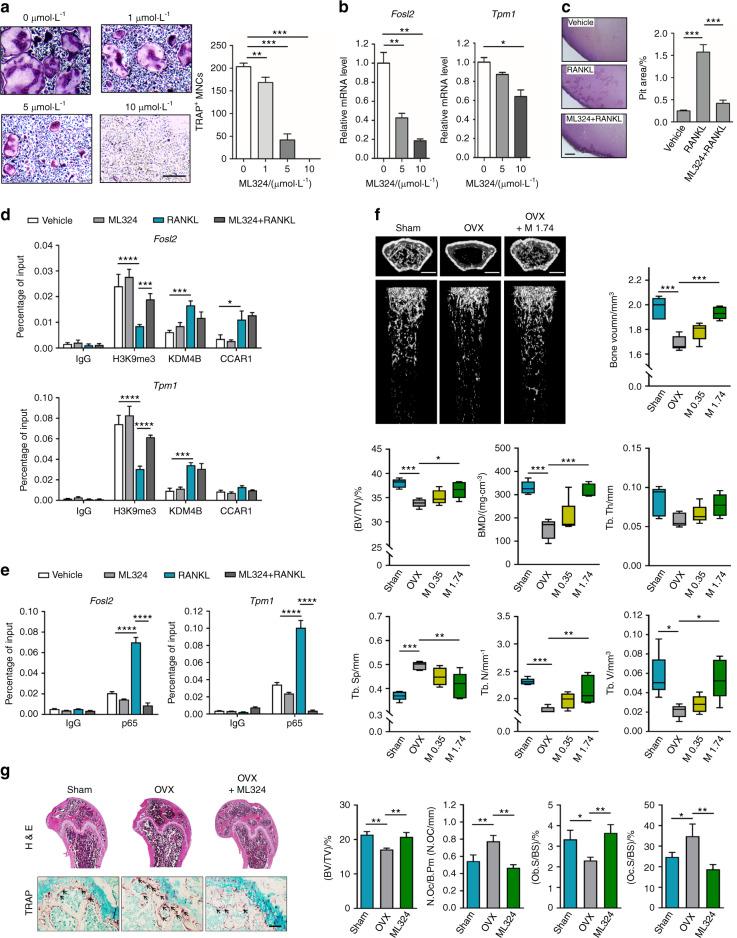 https://cdn.ncbi.nlm.nih.gov/pmc/blobs/801b/8144413/94aecfedcc27/41413_2021_145_Fig7_HTML.jpg