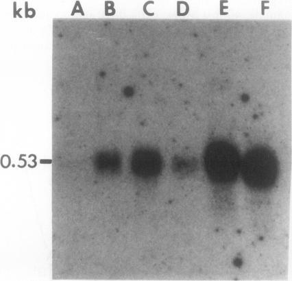 https://cdn.ncbi.nlm.nih.gov/pmc/blobs/801c/1081034/a23bd60ef1b2/plntphys00697-0032-a.jpg