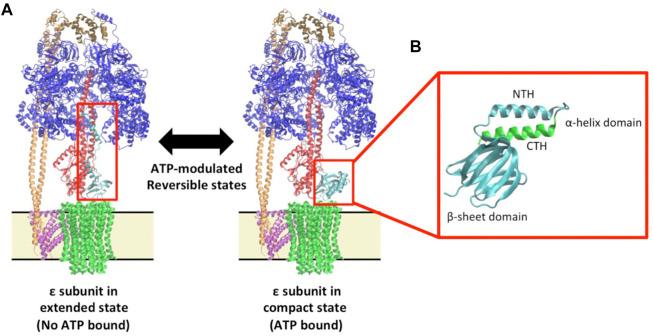 https://cdn.ncbi.nlm.nih.gov/pmc/blobs/801d/10010621/98118b32af73/fmolb-10-1059673-g001.jpg