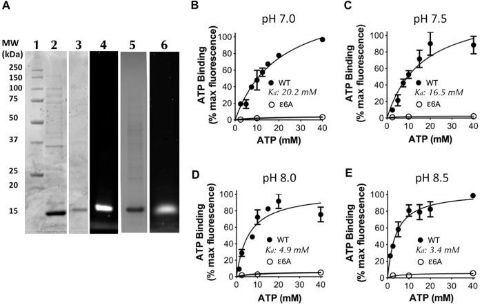 https://cdn.ncbi.nlm.nih.gov/pmc/blobs/801d/10010621/e8a7981a20b1/fmolb-10-1059673-g004.jpg