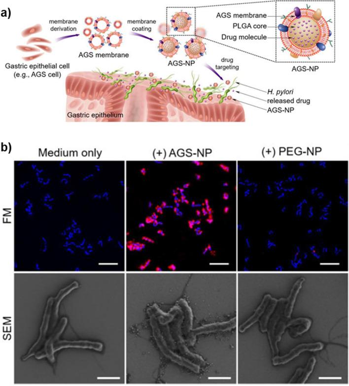 https://cdn.ncbi.nlm.nih.gov/pmc/blobs/801d/11316987/17eaafc6f46a/12929_2024_1068_Fig9_HTML.jpg