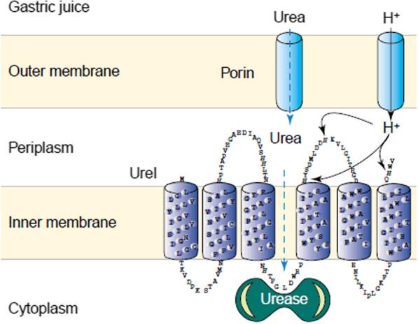 https://cdn.ncbi.nlm.nih.gov/pmc/blobs/801d/11316987/9403c86c8d45/12929_2024_1068_Fig10_HTML.jpg