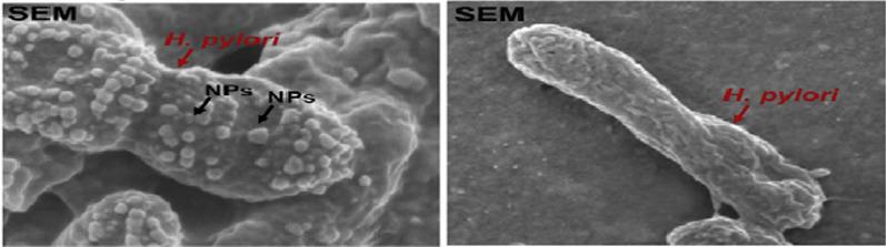 https://cdn.ncbi.nlm.nih.gov/pmc/blobs/801d/11316987/c4f93856c23f/12929_2024_1068_Fig7_HTML.jpg