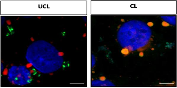 https://cdn.ncbi.nlm.nih.gov/pmc/blobs/801d/11316987/c6ac4e603618/12929_2024_1068_Fig5_HTML.jpg