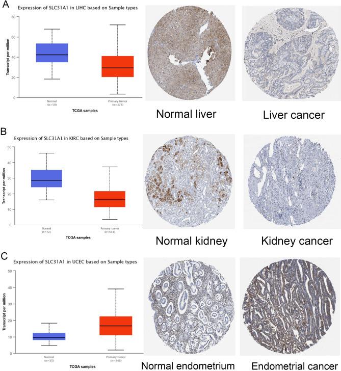 https://cdn.ncbi.nlm.nih.gov/pmc/blobs/8020/10584849/8b443106615f/41598_2023_44681_Fig2_HTML.jpg