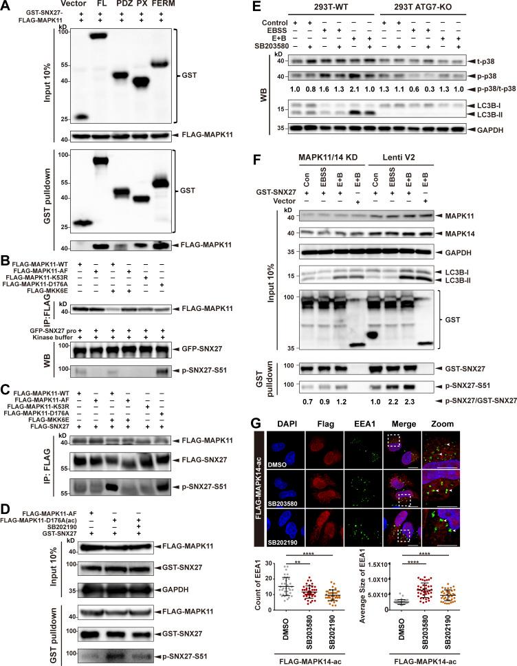 https://cdn.ncbi.nlm.nih.gov/pmc/blobs/8021/7901142/e40861d1fe7b/JCB_202010048_FigS3.jpg