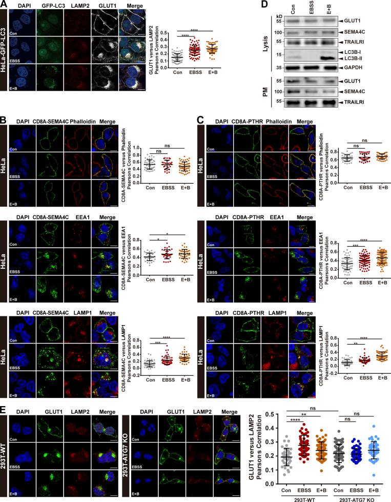 https://cdn.ncbi.nlm.nih.gov/pmc/blobs/8021/7901142/e6a9066e35e8/JCB_202010048_Fig1.jpg